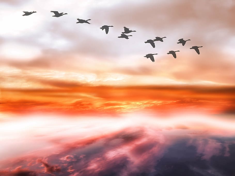 HD wallpaper: silhouette of birds flying during daytime, sky, clouds, geese  | Wallpaper Flare