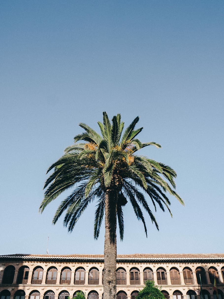 green tree in front of building during daytime, sago palm tree near white concrete building under blue sky HD wallpaper
