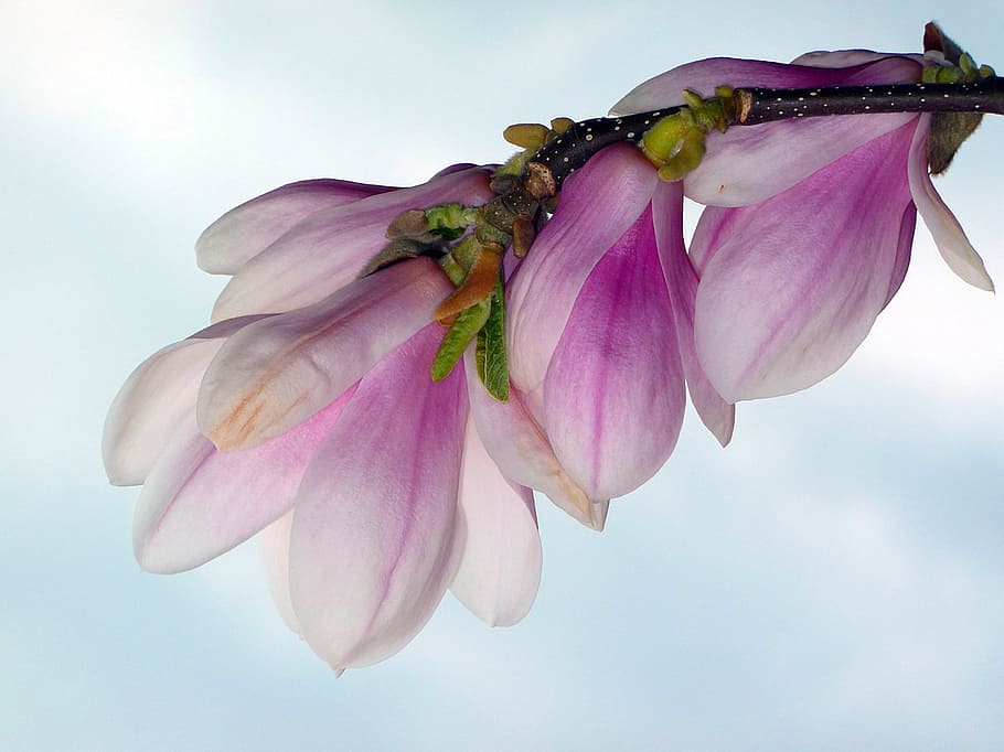 close up photo of white-and-purple petaled flowers, spring HD wallpaper