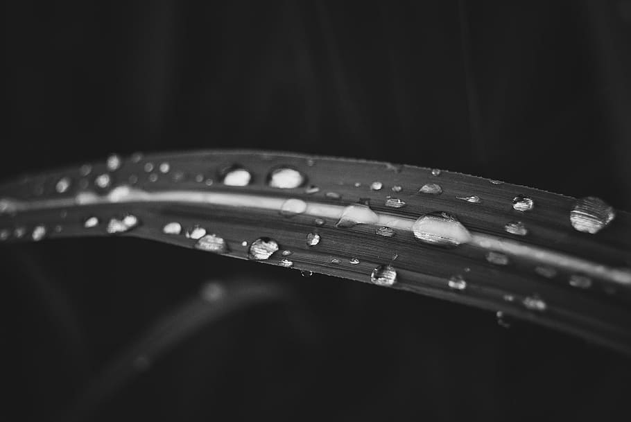 HD wallpaper: water drops on leaf, wet, rain, droplet, black and white ...