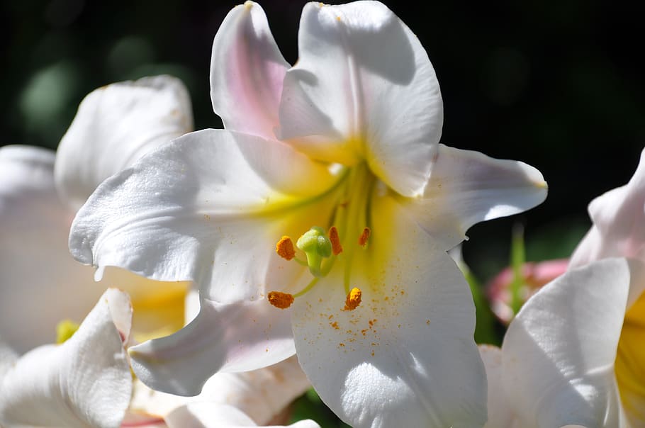 white-and-yellow lilies closeup photography, lys, white lily