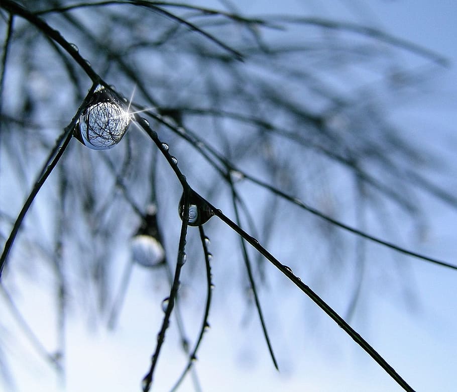 water drops, grass, rain, tree, plant, close-up, nature, focus on foreground HD wallpaper
