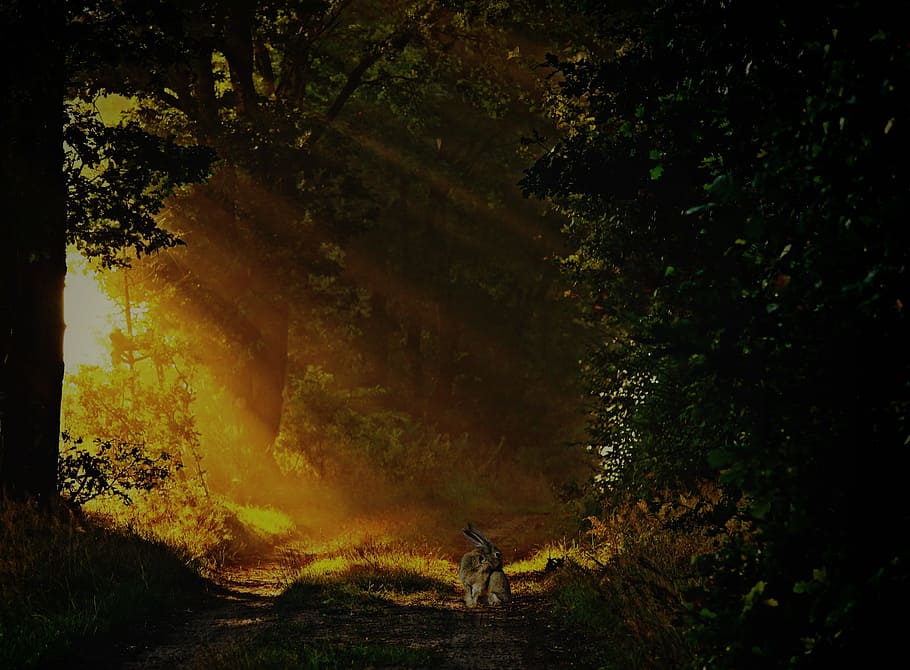 forest during sunrise, forest path, hare, animal, nature, landscape HD wallpaper