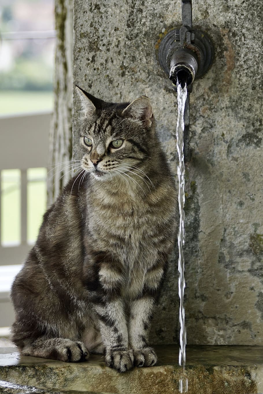 brown tabby cat near faucet, getiegert, tiger, fur, cute, eyes