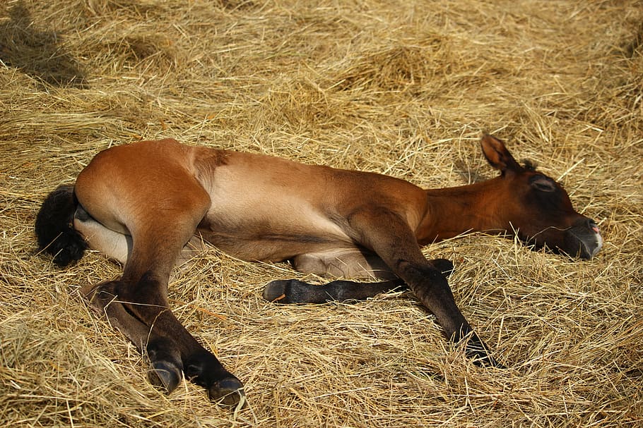 horse, foal, suckling, brown mold, thoroughbred arabian, sleep