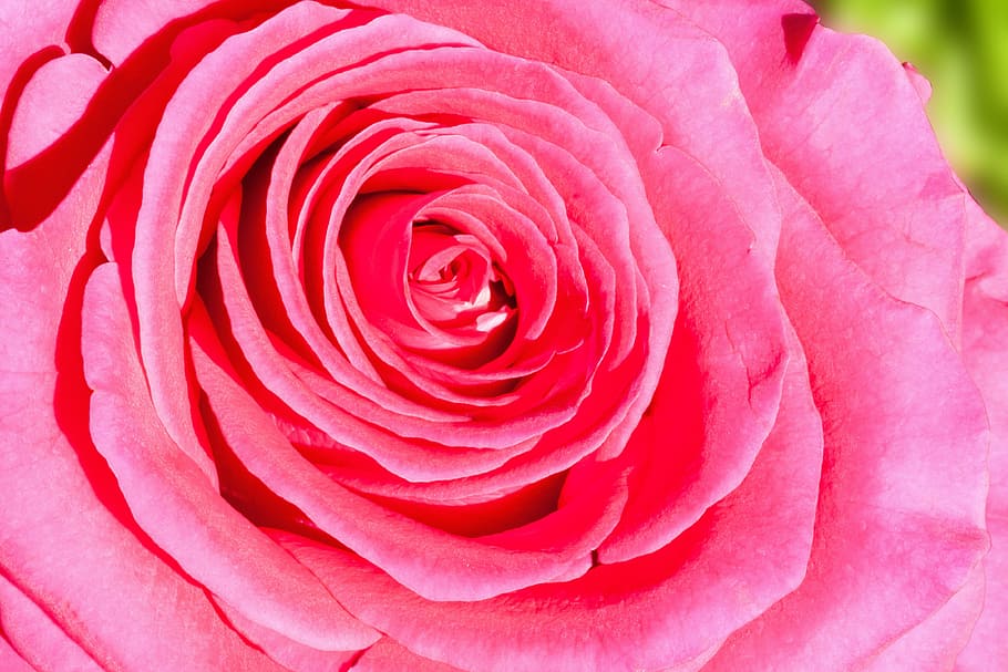 Composites, Flowers, Nature, Plant, rose, green, pastellfarben HD wallpaper