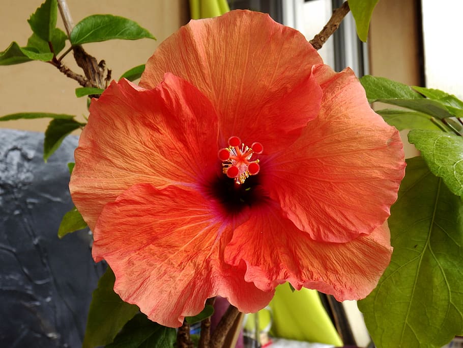 hibiscus, flower, red, close, blossom, bloom, petal, plant HD wallpaper