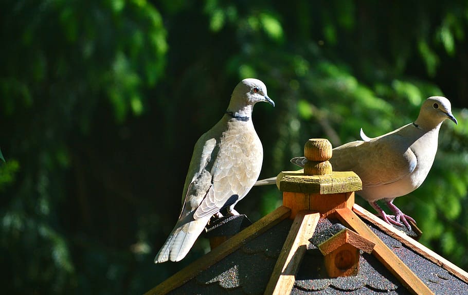 dove, bird, collared, nature, city pigeon, poultry, wing, animal HD wallpaper