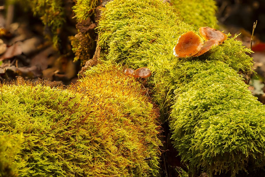 photo of green plants, nature, tree, moss, mushroom, green color HD wallpaper