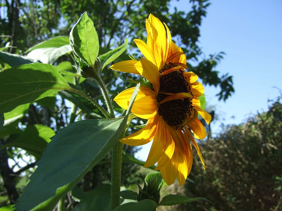 Sunflower, Yellow, summer, growth, day, nature, plant, fragility HD wallpaper