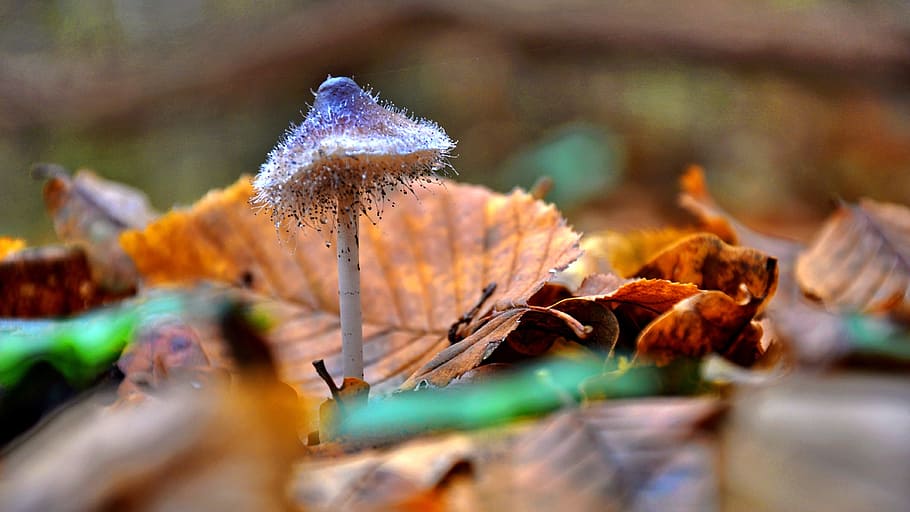 white and purple mushroom on brown dry leaves, forest, autumn HD wallpaper