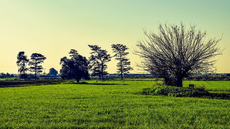 trees, meadow, landscape, field, scenery, rural, countryside HD wallpaper