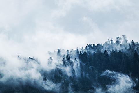 Green Pine Trees Covered With Fogs Under White Sky during Daytime HD wallpaper