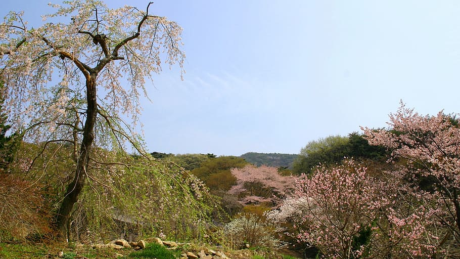 klitschko, whether or not, plant, tree, beauty in nature, sky HD wallpaper