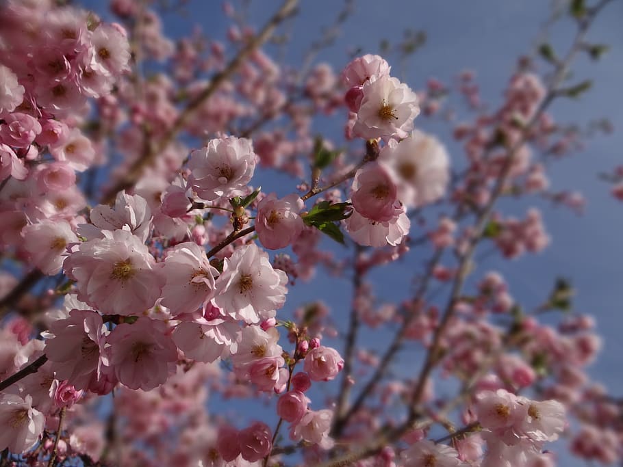 spring, ornamental cherry, garden, tree, cherry blossom, japanese cherry trees HD wallpaper