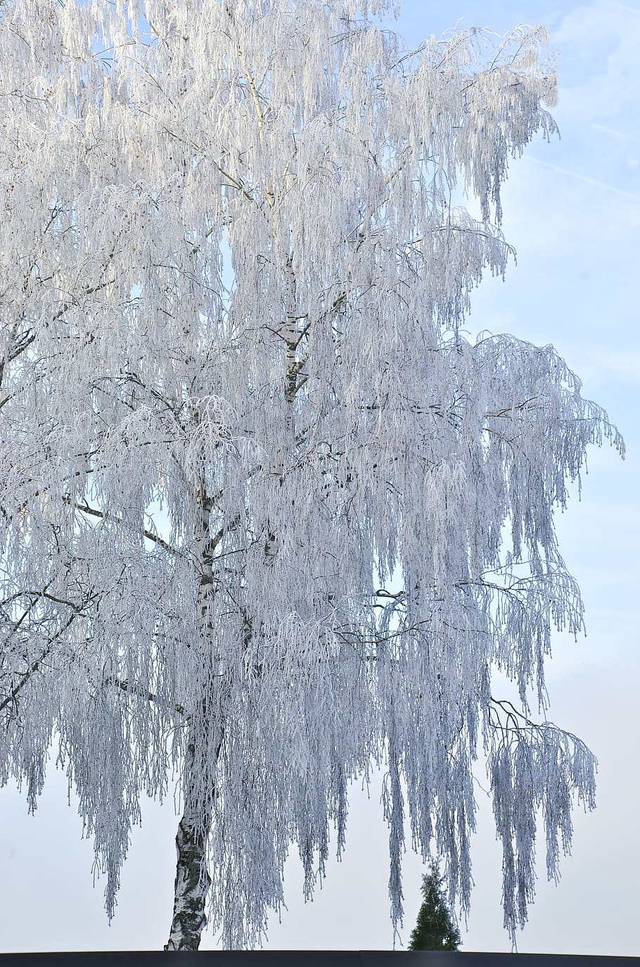 birch, tree, winter, ice, iced, cold, frost, white, nature HD wallpaper