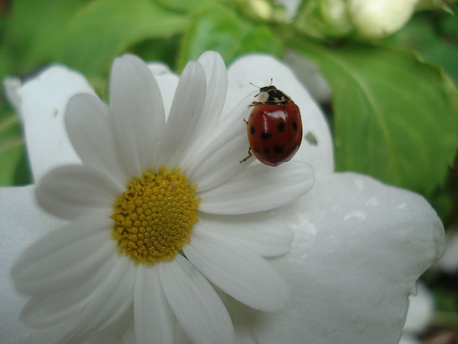 ladybug, nature, animals, flower, insect, beetle, close-up HD wallpaper