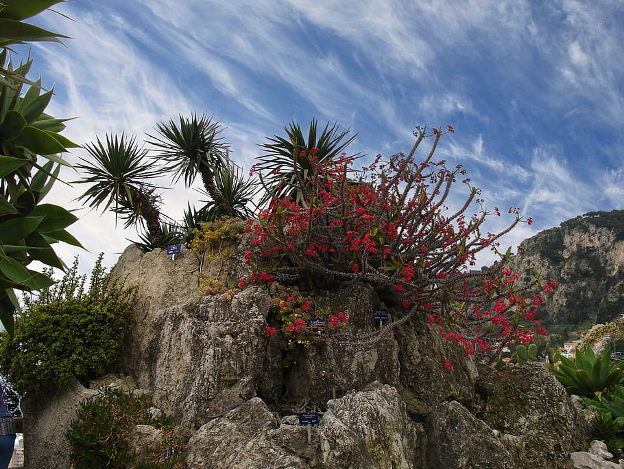 Mountain, Monaco, Bot, Garden, kakdeen, blossom, bloom, sun HD wallpaper
