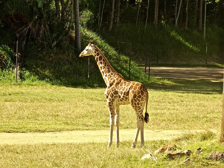 Giraffe, Calf, Wild, Africa, Cute, young, wildlife, nature HD wallpaper