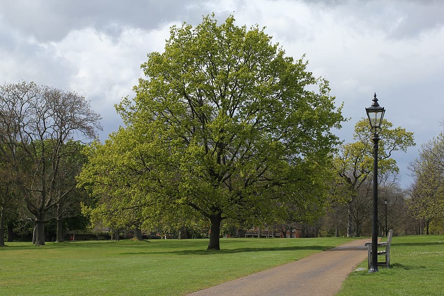 park, spring, bench, tree, plant, sky, green color, grass, street HD wallpaper