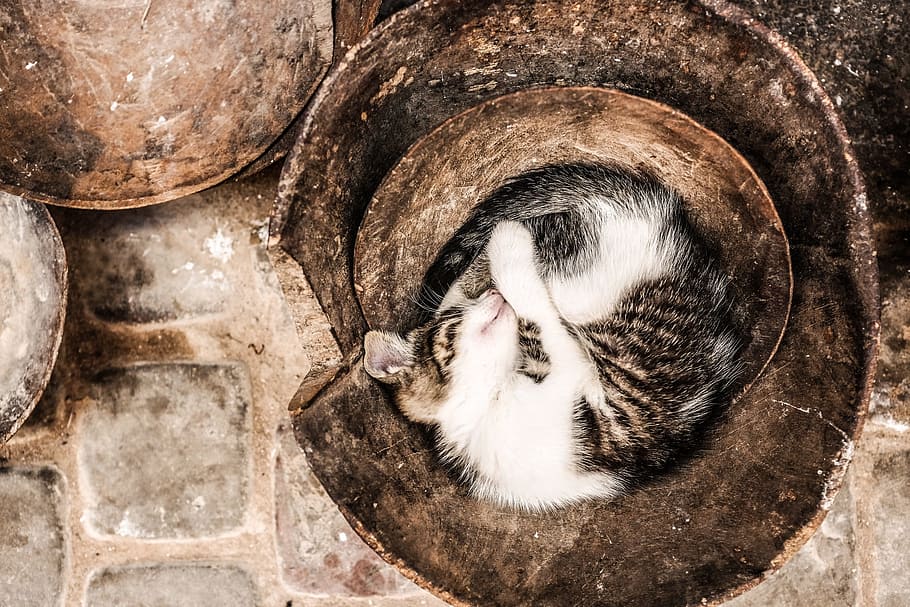 brown tabby cat on brown coconut husk, sleeping, tired, animals HD wallpaper