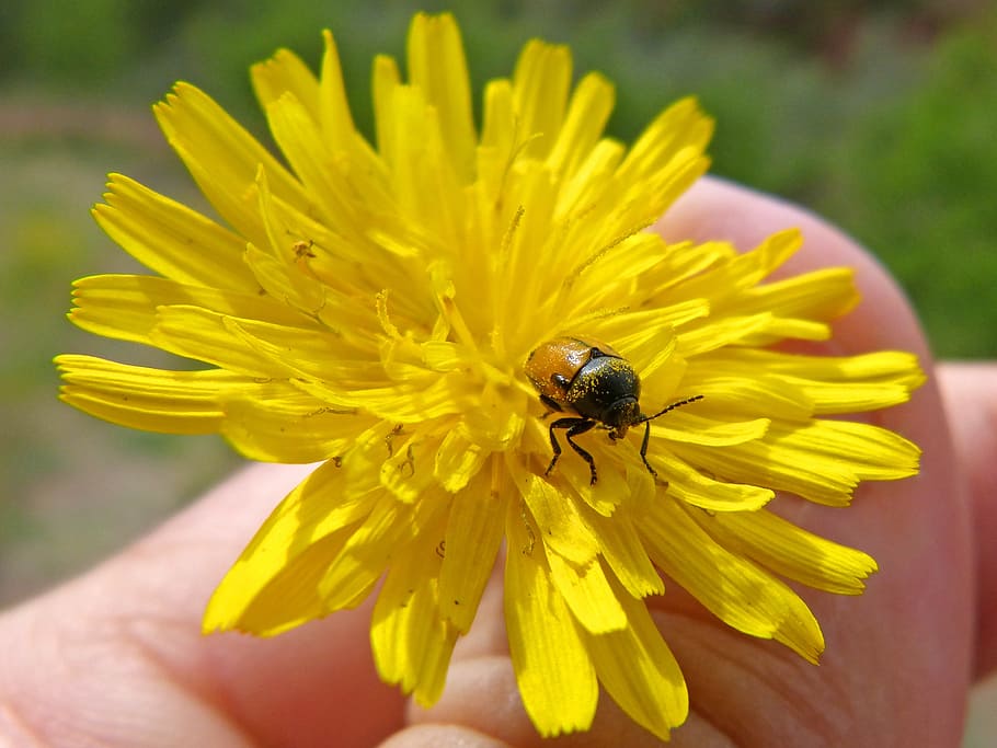 beetle, dandelion, tiny, coleoptera, insect, nature, close-up HD wallpaper