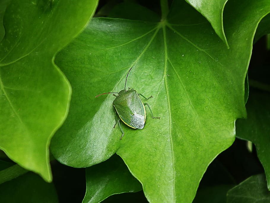 Green Stink Bug, Insect, Macro, Foliage, leaf, one animal, green color HD wallpaper