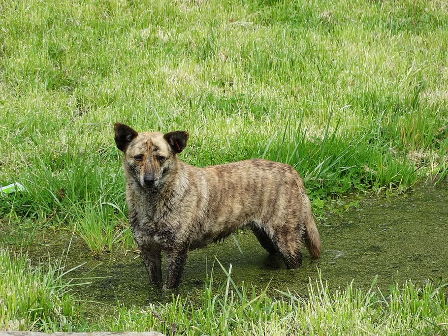 dog, homeless, sad, animal, grass, mammal, nature, one animal HD wallpaper