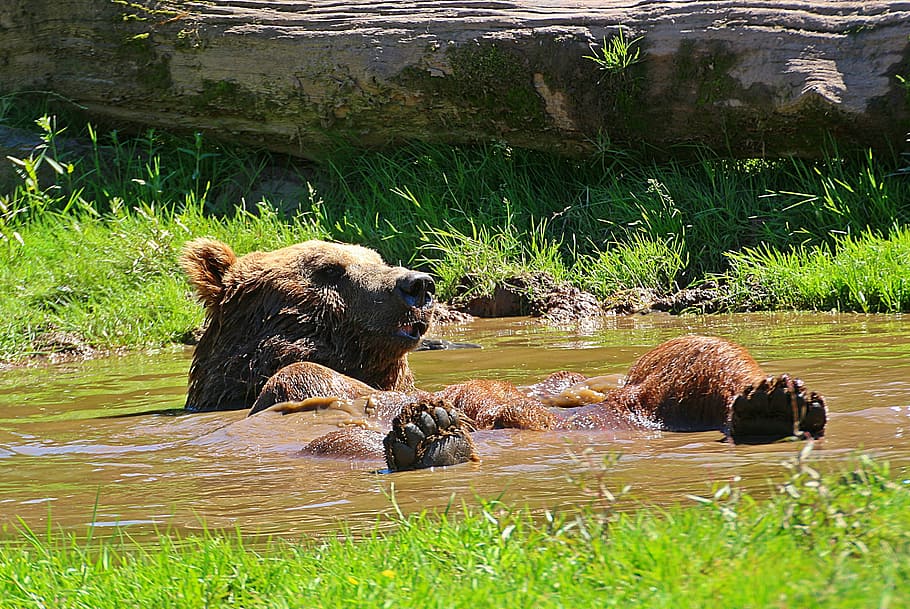 two brown bears on body of water during daytime, water puddle, HD wallpaper