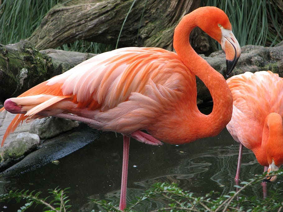 orange flamingo on body of water, bird, pink, red, plumage HD wallpaper