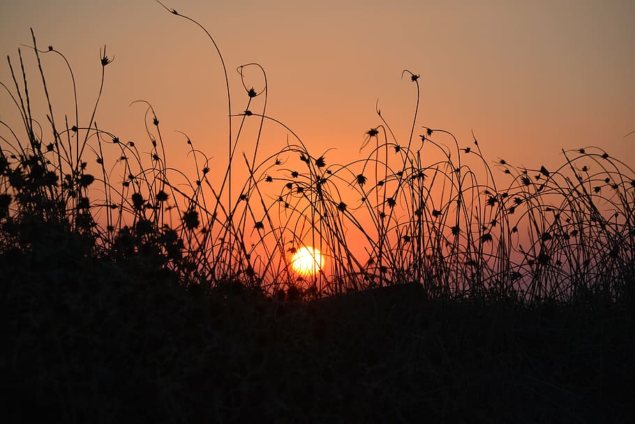 sunset, halme, grass, herb, silhouette, evening, sky, orange HD wallpaper