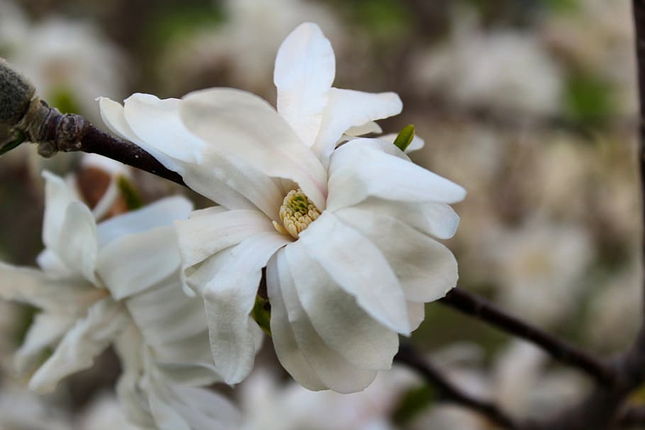 Flowers, Nature, Spring, Blooming, white color, close-up, flower head HD wallpaper