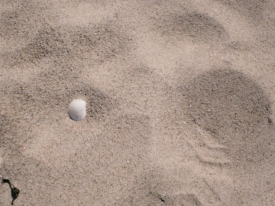 shell, beach, sand, holiday, land, ball, sport, no people, nature HD wallpaper