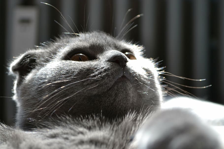 cat, kitten, pet, mieze, cute, sweet, adidas, young cat, cat's eyes HD wallpaper