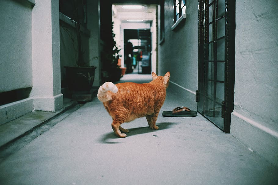 orange cat standing on gray concrete pathway, orange tabby cat in hallway HD wallpaper