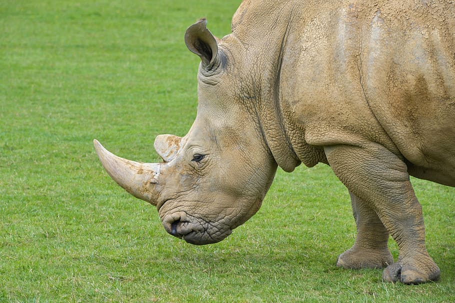brown rhino on green grass, rhinoceros, horn, animal, ruminant, HD wallpaper