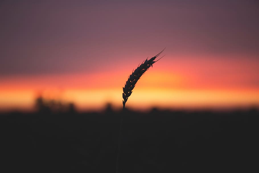 dawn, dusk, grass, macro, plant, silhouette, sunrise, sunset HD wallpaper