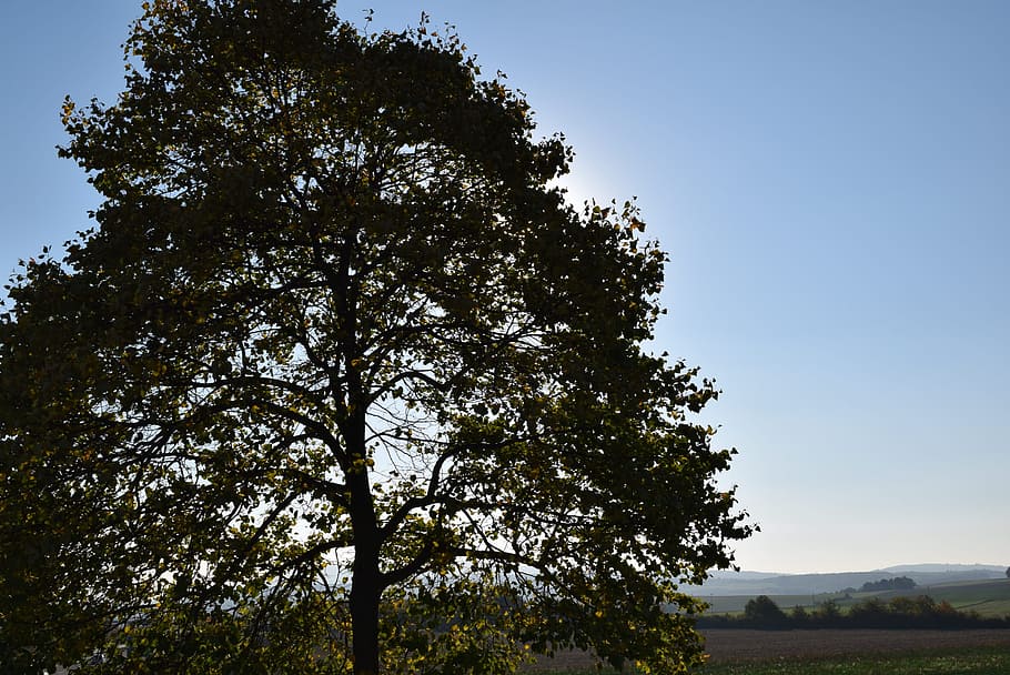 tree, nature, sky, environment, sun, landscape, german, rheinland-pfalz HD wallpaper