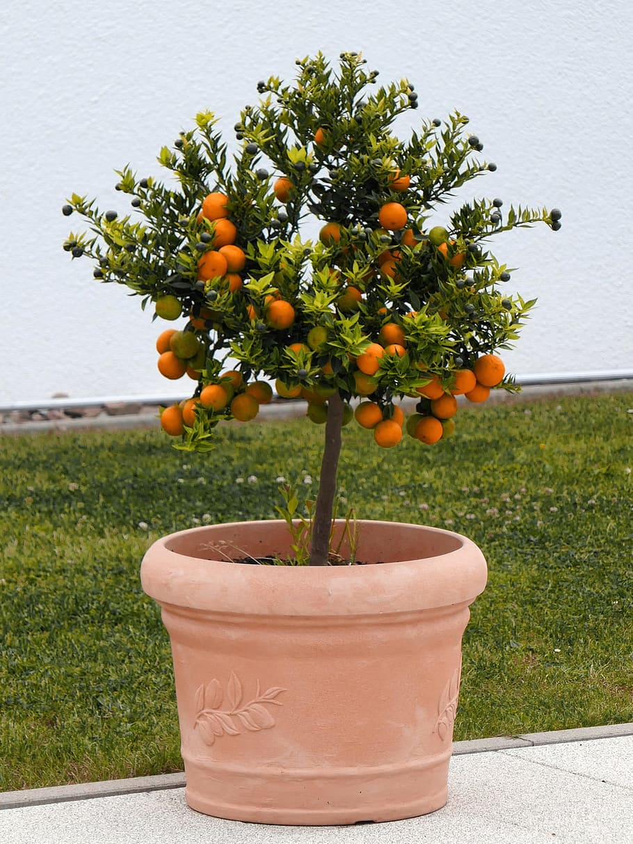 Orange Tree, Fruits, Decoration, flowerpot, ornamental shrub, HD wallpaper