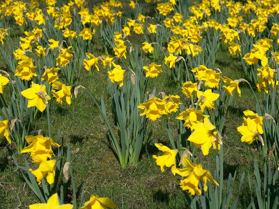 Daffodils, Easter, Yellow, osterglocken, flowers, plant, agriculture HD wallpaper