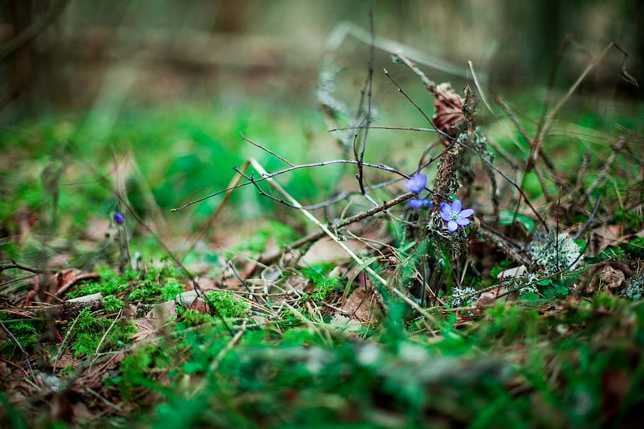 Forrest, Blue, Blue, Flower, nature, forest, moss, plant, outdoors HD wallpaper