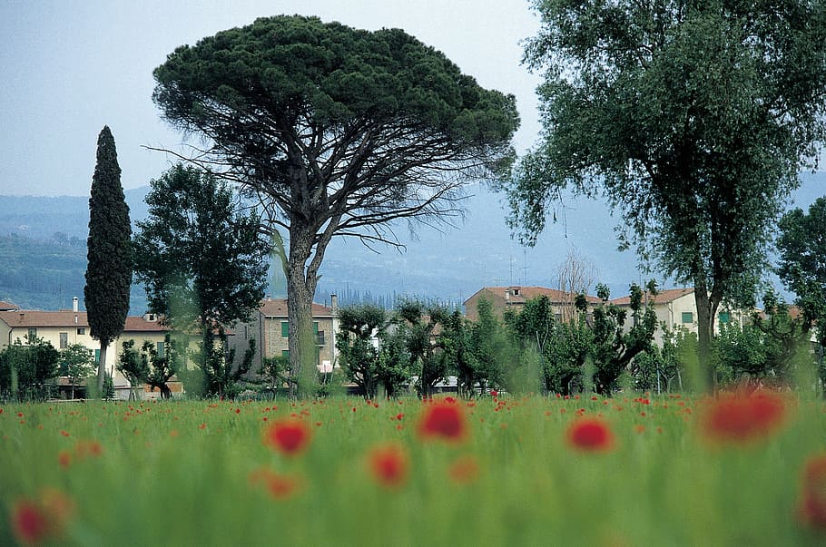 italy, tuscany, homes, cornfield, poppy, pine, cypress, hill, HD wallpaper