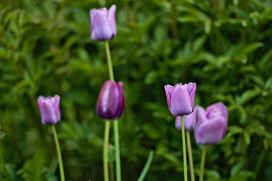 Purple tulips standing tall with bushes in the backdrop., shallow focus photography of purple flowers HD wallpaper