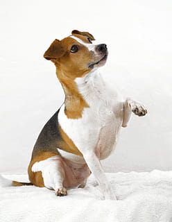 tricolor Jack Russell Terrier sitting on white mat, dog, pet HD wallpaper