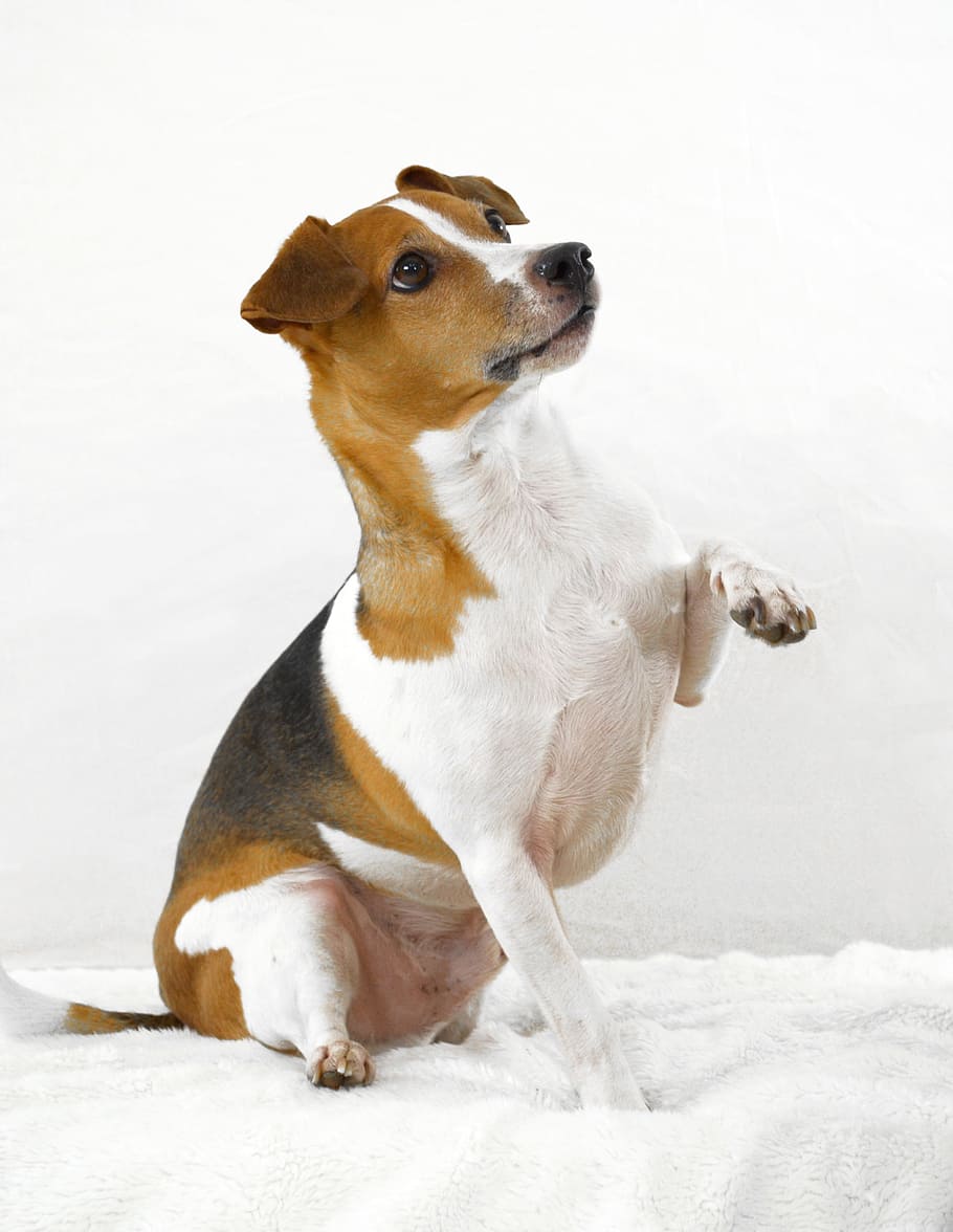 tricolor Jack Russell Terrier sitting on white mat, dog, pet HD wallpaper