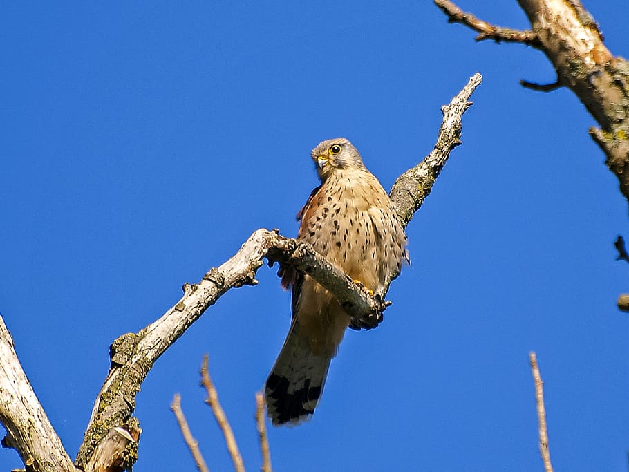 kestrel, falcon, raptor, bird, nature, animal, animal themes HD wallpaper