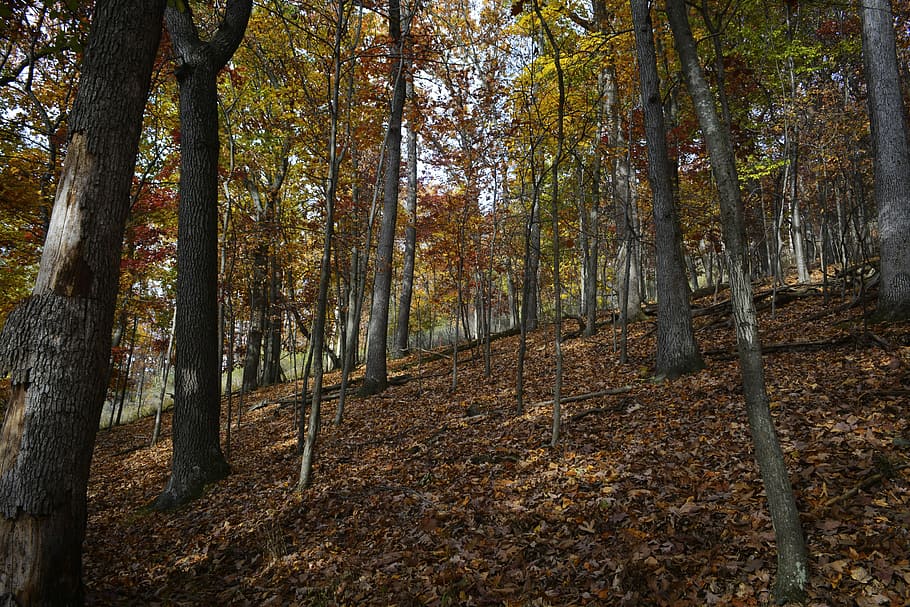 Forest, Woods, Nature, Trees, forest landscape, fall, environment HD wallpaper