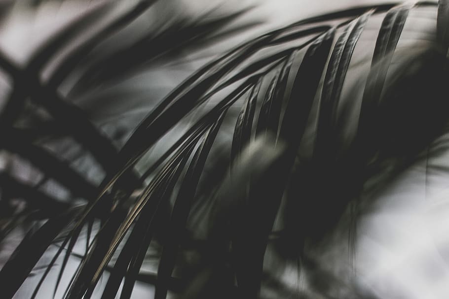 gray scale photo of plant leaves, grayscale photo of palm leaves HD wallpaper