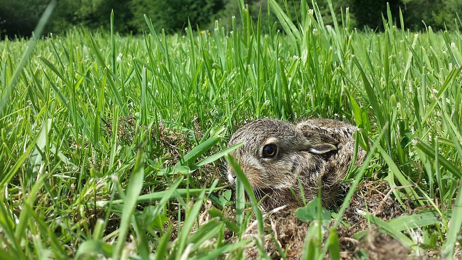 rabbit, lapereau, hare, cute, wild, nature, animals, wildlife HD wallpaper