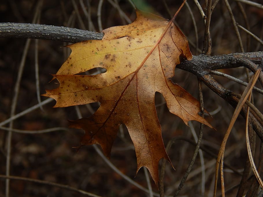 leaf, fall, brown, fall leaves, autumn, fall leaves background HD wallpaper